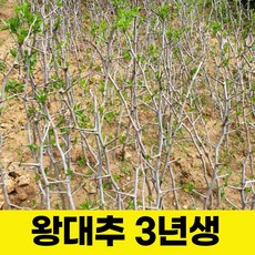 왕대추결실주 3년생 1주 대추나무 왕대추 묘목, 1개