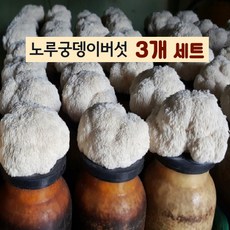 노루궁뎅이버섯키우기-3개 세트 홈가드닝 집에서버섯키우기 가정용버섯 어린이집 유치원 학교 체험학습, 3개