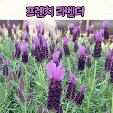 프렌치 라벤더 퍼플(10cm 화분) 보라색 라벤더 모종