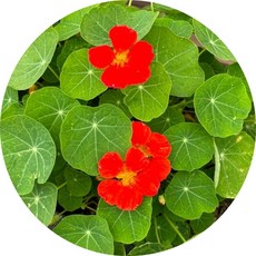 한련화 꽃모종 6포트1세트 봄철화단 초화