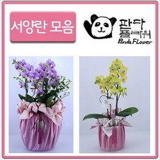 PFA015 어버이날/스승의날/생일/생신선물용/꽃/호접란/서양란/화분/찐추천/인싸템/카네이션 주문 발배송달, 선물 서양란, 4.토니핑크(PFA004)