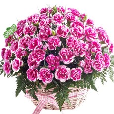 프리지어 freesia flower 봄꽃 발랜타인데이 화이트데이 장미 카네이션 프로포즈 생일선물 결혼기념일선물 생신선물 부모님선물 엄마선물 환갑선물 선생님선물 교수님선물, 08 핑크 카네이션 꽃바구니