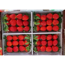 딸기2kg 특크기 설향 장희 딸기, 딸기