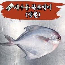 [전남 목포] 명절 제수용 제사상생선 목포 생물병어 원물병어 횟감병어 구이병어 조림병어, 1박스, 횟감 1마리(손질전 260g)