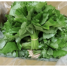 산지직송 청정 곤달비 곰취 봄나물 1KG 2KG 양구 취나물 곰취장아찌 곰취나물 강원도곰취