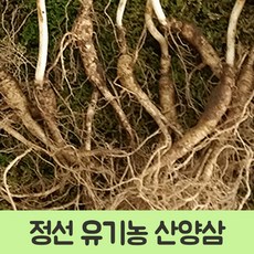 (w) 정선약초꾼 자연에서 자란 야생 산양삼 10-12년근 3뿌리 산양삼/산양산삼/약초/정선약초/강원도약초/유기농약초/국산약초/선물/어르신선물/야생산양삼, 단일 수량