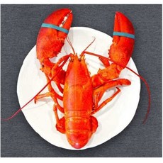 한신수산 포항죽도시장 A급 캐나다 랍스터, 1개, 1.2kg
