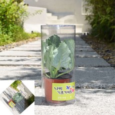 오햐 배추흰나비 키우기 소형 초등생명과학 나비키우기키트 어린이과학키트 생명과학프로그램