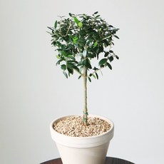 올리브나무 대 1그루 독일토분포함 공기정화식물, 1개