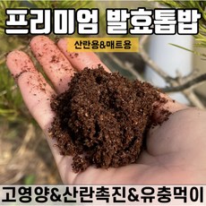 홍다리사슴벌레