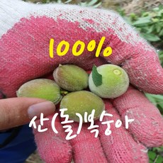 토종 돌복숭아 개복숭아5kg/ 씨앗이 여물지 않은 열매/ 약용관리사농부 산지직송, 5kg, 1개