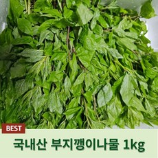 [국내산] 생 부지깽이나물 1kg 부지갱이 울릉도취나물 쑥부쟁이 울릉도부지갱이나물 취나물 생취나물, 1개