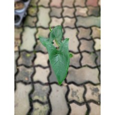 알로카시아키링