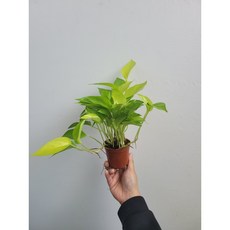 형광스킨답서스