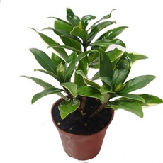 추천10천리향키우기