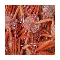 B급 자숙홍게 3kg 수율 60% 이상 8 11미 내외, B급 자숙홍게 3kg (수율 60% 이상 8-11미 내