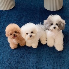 테일룸 100%생활방수 러그 댕냥이 더이상 혼내지 마세요 강아지 고양이 펫테리어, 샌디베이지