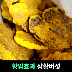 [항암효과] 상황버섯 낙엽송상황버섯 모시조개상황버섯 면역력증진 항산화성분풍부 건강한버섯, 1개, 1.25kg