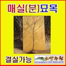 (D소망)슈퍼왕매실묘목 접목3년생(분) 1그루 결실주, 1개