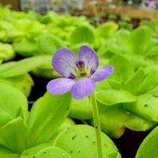 벌레잡이제비꽃