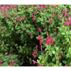 aa46086a7c6a2f86159b3fa93bc318ad16a020cc3b38c46b4ea3b4654bc2.png