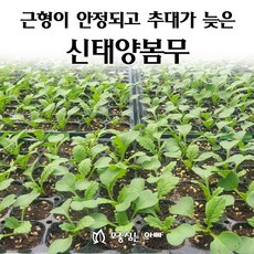 [모종심는아빠] 근형이 안정되고 추대가 늦은 봄무의 새 강자 신태양봄무 모종