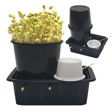 콩나물키우기관찰