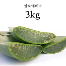 프리미엄 생알로에 베라 사포나리아 식용 알로에 알로에화분 2kg 3kg 5kg, 1박스, 알로에 베라 3kg