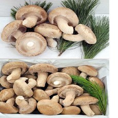 송화 송고 송향버섯 가정용(업소용)1KG, 일반형(실속)1kg
