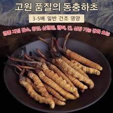 고급 동충하초 유기농 동충하초, 0.5g*1개입