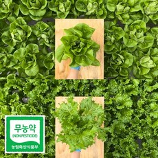 무농약 유럽 샐러드 채소 모듬 쌈 야채 깨끗한 수경재배 1kg, 없음, 1개