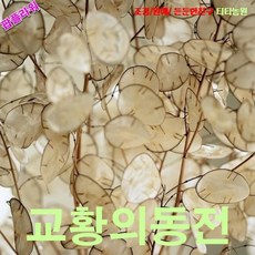 루나리아
