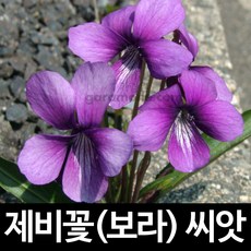 알록제비꽃