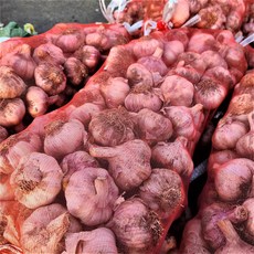 국내산 장아찌용 마늘 장아찌마늘 햇마늘 통마늘 남해 창녕 마늘