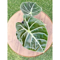 그늘에서잘자라는식물