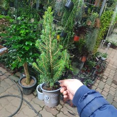 7900 가문비 코니카 소중품 35~50cm