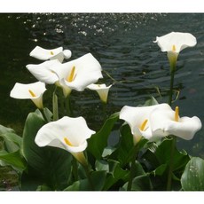 수생식물 물카라 사각화분 R0929