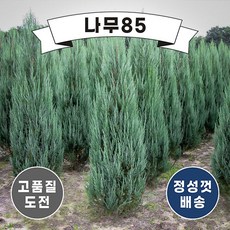 (나무85) 문그로우 삽목 묘목 포트, 5. 문그로우 키 1.8m 내외 분, 1개