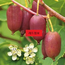 묘목/최신품종 다래나무-레드점보 / 삽목1년 포트묘 B1584, 1개