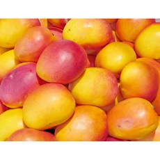 무지개망고 망고 마하차녹 2kg 4kg 프리미엄 고당도 태국 망고 맛도 빛깔도 최고급 망고 과일 망고 비타민 과일 망고, 1박스
