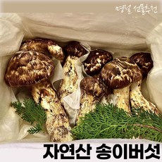 2024년 특등급 최고급 명품 자연산 송이버섯 추석 명절 효도 자연송이 선물세트, 1박스, 500g(2품)