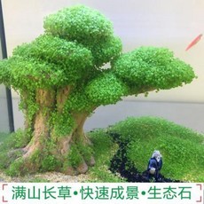 어항 장식 어항조경장식세트 수초가산대호 자연산 돌잔치 수조세트와 소품, 01 녹음이 우거져 그늘이 지고 나산판이 되