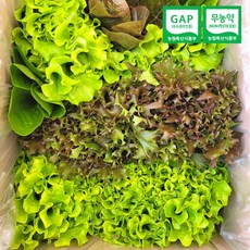 친환경 무농약 유럽 샐러드 상추 7~8종 푸짐한 유로피안 모듬 채소, 1박스, 1kg