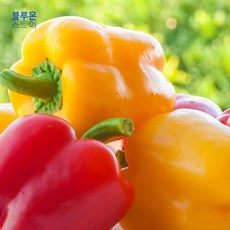 블루몬 식용꽃종류 식용 미니 피망 파프리카 채소 종자 소니아골드 씨앗 피망씨 파프리카씨 씨앗판매