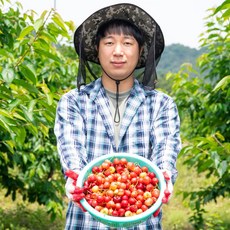 생산자 직접판매 생체리 국산 노란체리 제철과일 채리 레이니어체리 밀양 경주