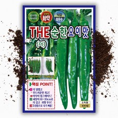 오이 고추씨앗 (100립) 맵지않고 아삭이는 고추 씨 종자, 1개