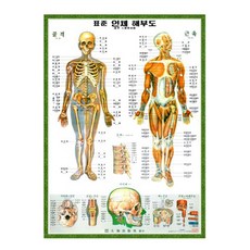 [대해] 한글 인체 골격근육차트 - 인체해부도