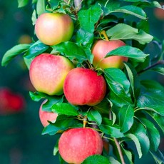 사과나무 묘목 루비에스 껍질째먹는 수분수로도 좋은 미니사과, 1개