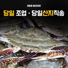 숫게시세