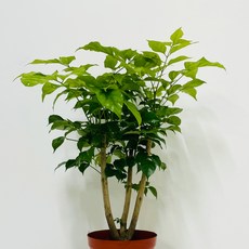 앙플랜트 녹보수 실내공기정화식물 중품 40cm, 1개